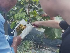 -马陆小张葡萄园农家乐