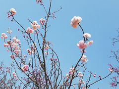 -天适樱花悠乐园