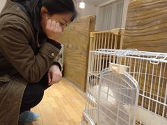 -猫猫幼稚园·撸猫·桌游·电玩