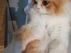 -Heymao猫咖.咖啡厅(东门店)