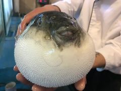 -天正河鲀·河豚亭(大连店)