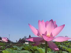-白洋淀景区