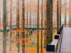 -黄海国家森林公园