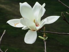-叠水河瀑布