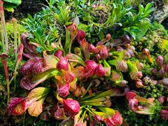 -昆明植物园