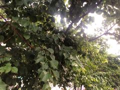 -长春公园(普阳街道)