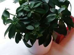 -大鸭梨烤鸭(枣园店)