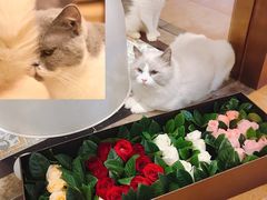 -more than meow吴止猫主题餐厅(承德 中船汇店)