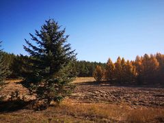 -塞罕坝国家级自然保护区