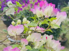 -三亚蜈支洲岛旅游区