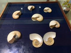 -青岛贝壳博物馆