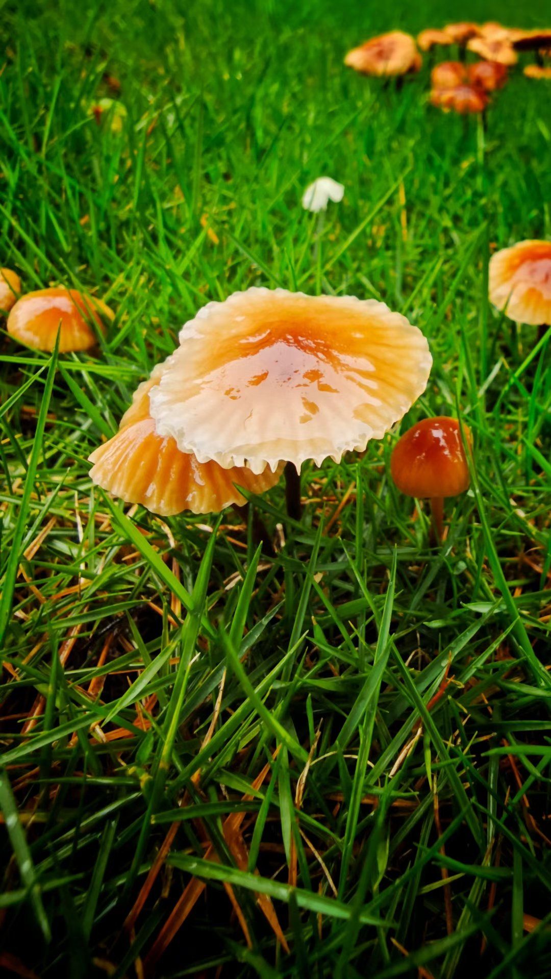 雨后,草地上的菌类