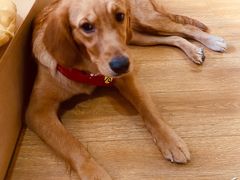 -Husky Go! 哈士奇体验馆·宠物咖啡厅狗咖