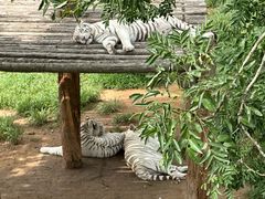 -西霞口神雕山野生动物世界