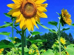 -帽儿山国家森林公园