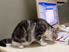 -伟伟宠物医院·瑞派猫友好医院·猫科(光谷店)