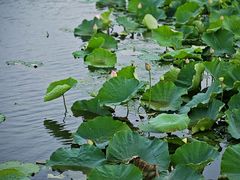 -西山漾湿地公园
