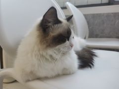 -喵的天空名猫咖啡馆·撸猫·猫舍·用品