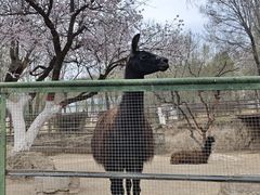 -青藏高原野生动物园