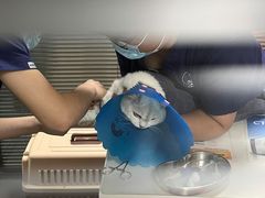 -伟伟宠物医院·CT影像中心·瑞派犬猫综合性门诊(汉口总院)