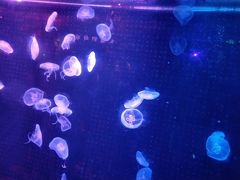 -锦艺城海洋馆