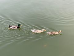 -迎泽公园