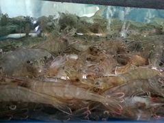 -华阳海鲜市场(府西路店)