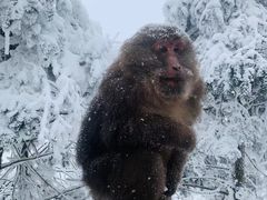 -峨眉山风景名胜区