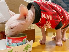 -藏猫猫咖啡主题馆(中央大道店)