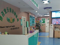 -天使宠物医院·犬猫分诊(彩虹店)