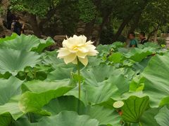 -莲湖公园