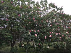 -白鹭湾湿地公园