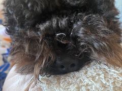 -纳吉亚猫专科动物医院博雅分院