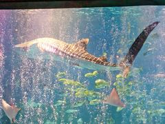 -烟台海昌鲸鲨海洋公园