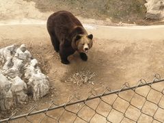 -石家庄市动物园