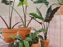 -PlantsEatery·植物食堂(REX春熙店)