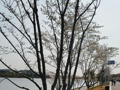 -羊山湖公园