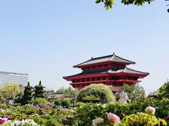 -曹州牡丹园