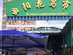 -曲阳花鸟市场(曲阳路店)