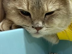 -屋虎猫馆(宝安大仟里店)