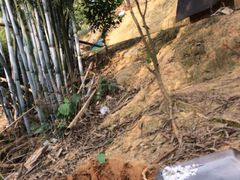 -彩虹桥宠物火化殡葬善终服务(金乐大厦店)