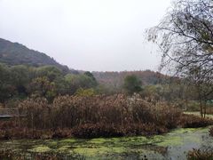 -西湖风景区-江洋畈生态公园