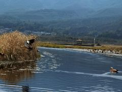 -腾冲北海湿地
