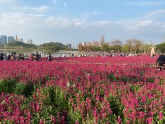 -顺峰山公园