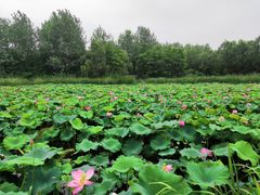 -溱湖国家湿地公园