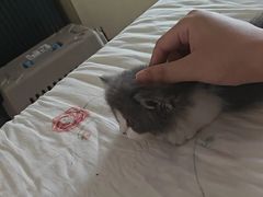 -欣宠猫屋·矮脚拿破仑·蓝金金渐层