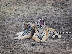 -济南野生动物世界