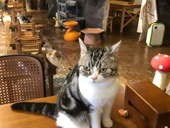 -猫猫幼稚园·撸猫·桌游·电玩