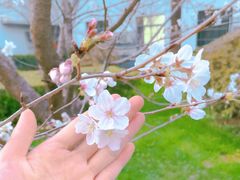 -一棠龙虾•王牌虾球(恒隆广场店)