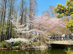 -上海共青森林公园